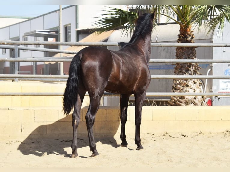PRE Stallion 2 years 16 hh Black in Provinz Malaga