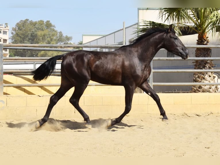 PRE Stallion 2 years 16 hh Black in Provinz Malaga