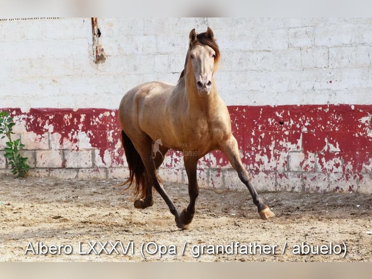 PRE Stallion 2 years 16 hh Black in Provinz Malaga