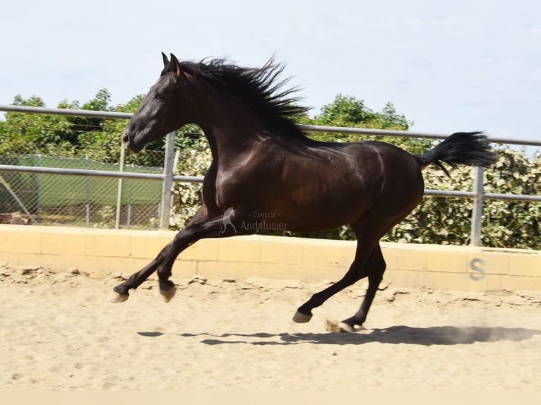 PRE Stallion 2 years 16 hh Black in Provinz Malaga