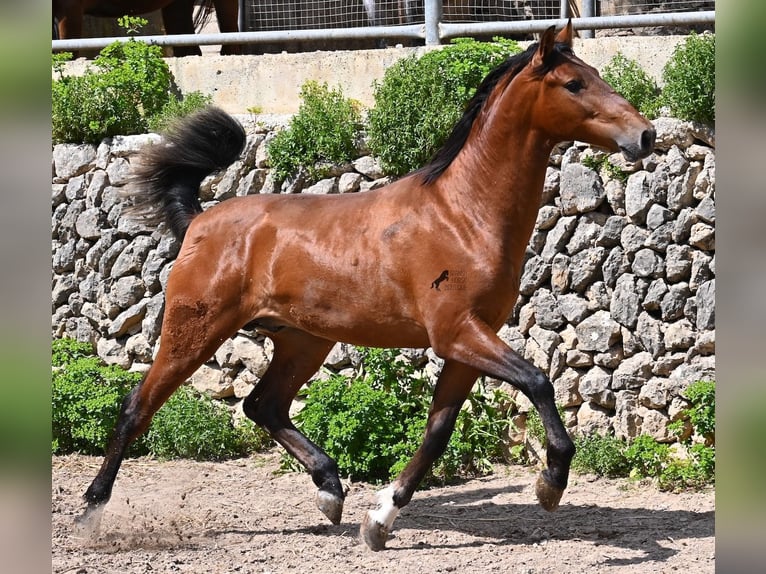 PRE Mix Stallion 2 years 16 hh Brown in Mallorca