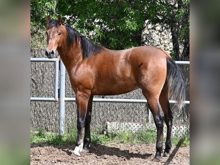 PRE Mix Stallion 2 years 16 hh Brown in Mallorca