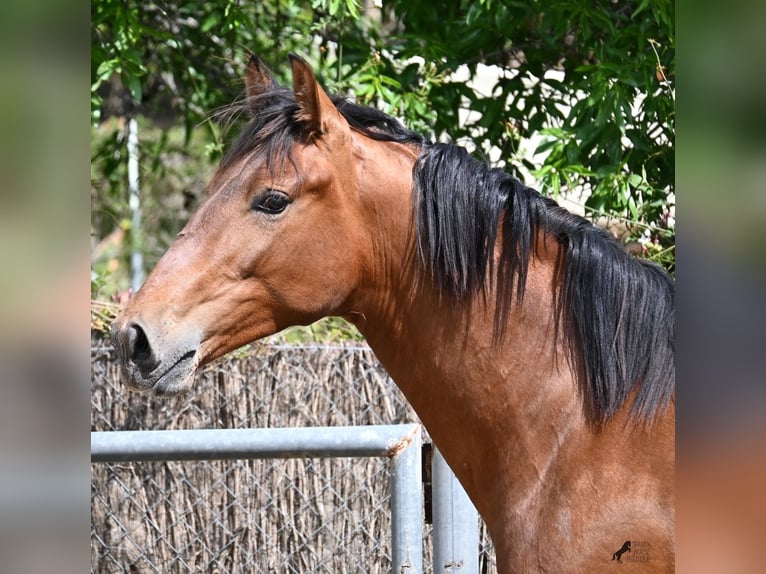 PRE Mix Stallion 2 years 16 hh Brown in Mallorca