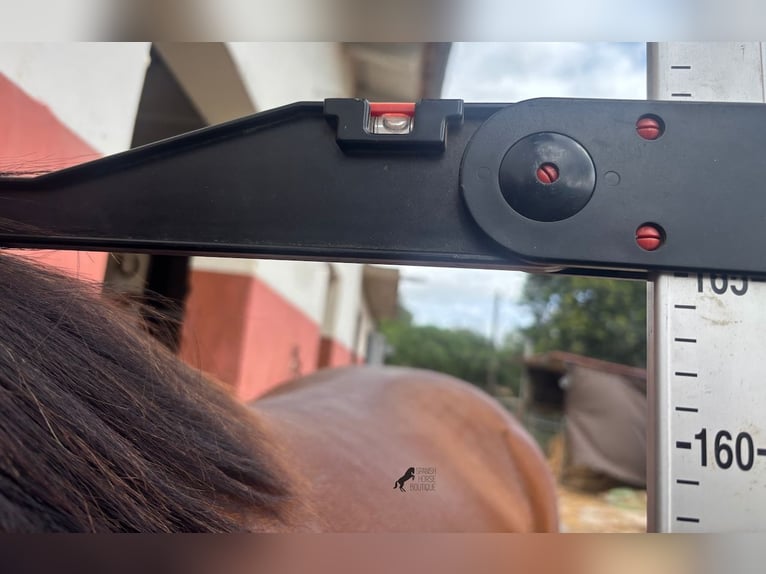 PRE Mix Stallion 2 years 16 hh Brown in Mallorca