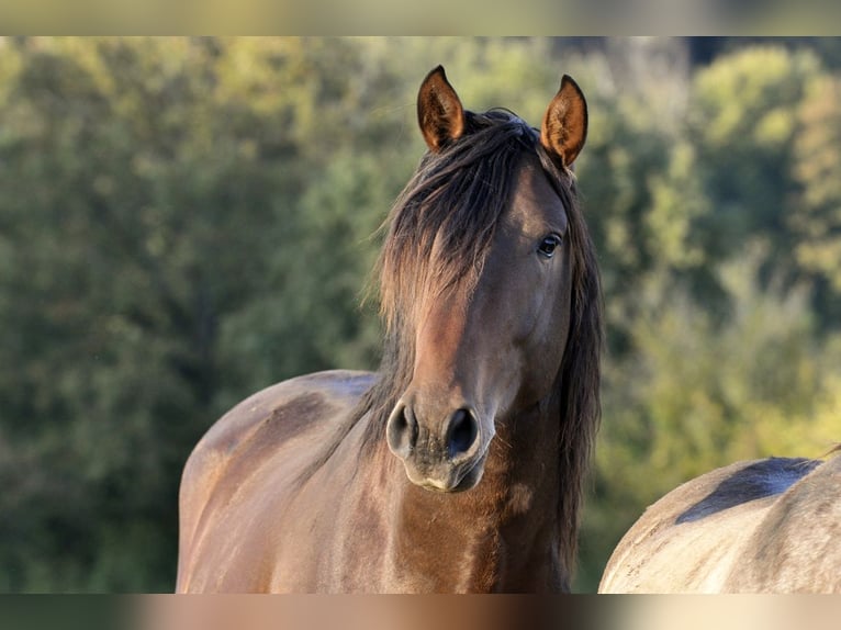 PRE Stallion 2 years 16 hh Brown in Waldhölzbach