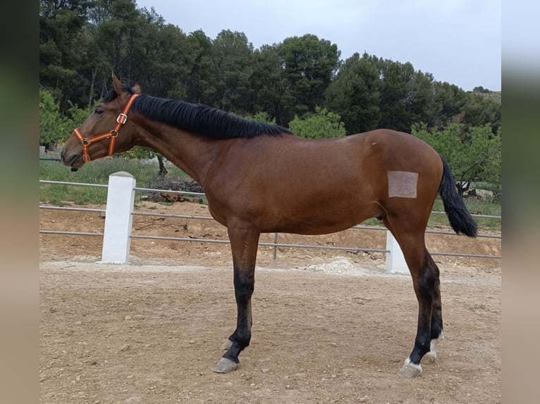 PRE Stallion 2 years 16 hh Brown in Baza