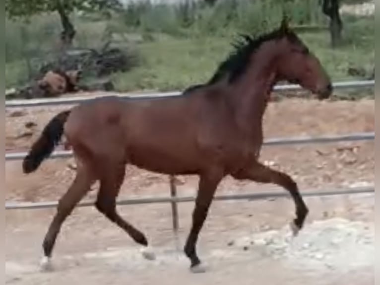 PRE Stallion 2 years 16 hh Brown in Baza