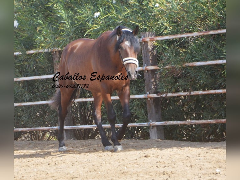 PRE Stallion 2 years 16 hh Brown in Vejer de la Frontera