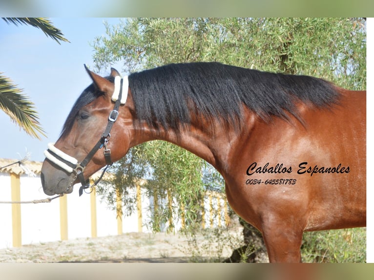 PRE Stallion 2 years 16 hh Brown in Vejer de la Frontera