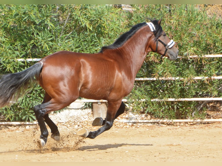 PRE Stallion 2 years 16 hh Brown in Vejer de la Frontera