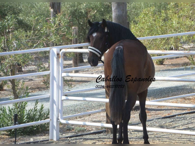 PRE Stallion 2 years 16 hh Brown in Vejer de la Frontera