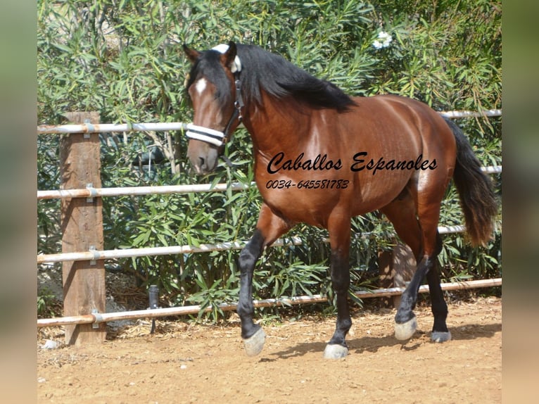 PRE Stallion 2 years 16 hh Brown in Vejer de la Frontera