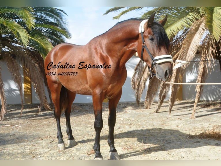 PRE Stallion 2 years 16 hh Brown in Vejer de la Frontera