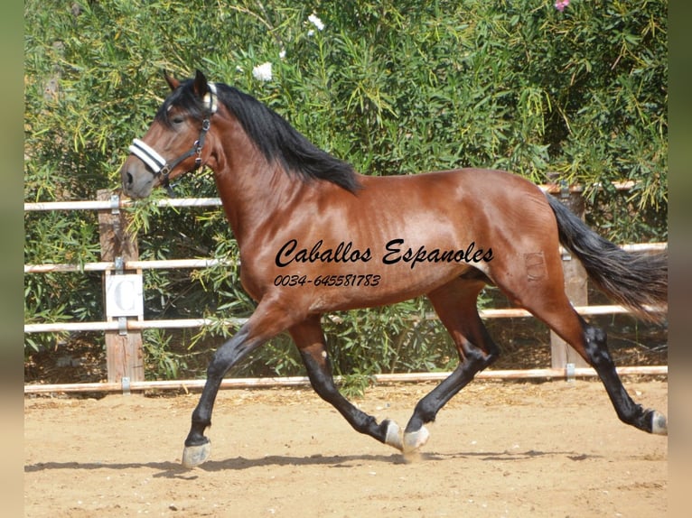 PRE Stallion 2 years 16 hh Brown in Vejer de la Frontera