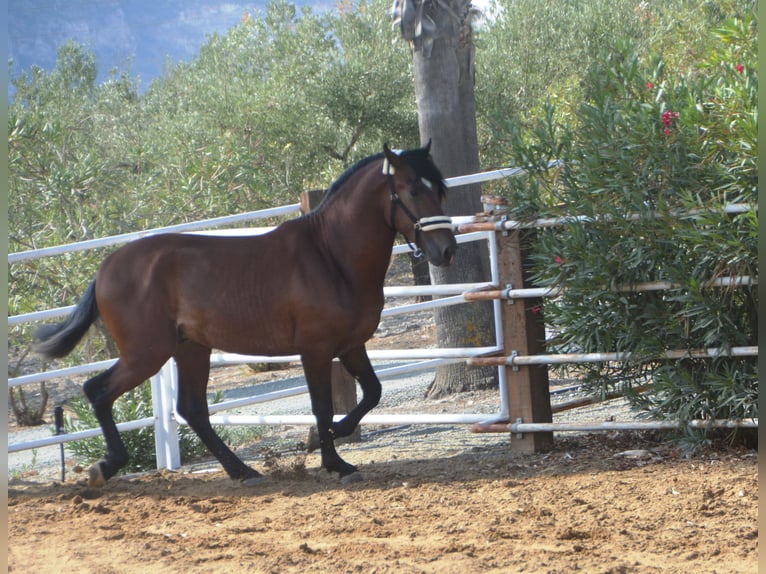 PRE Stallion 2 years 16 hh Brown in Vejer de la Frontera