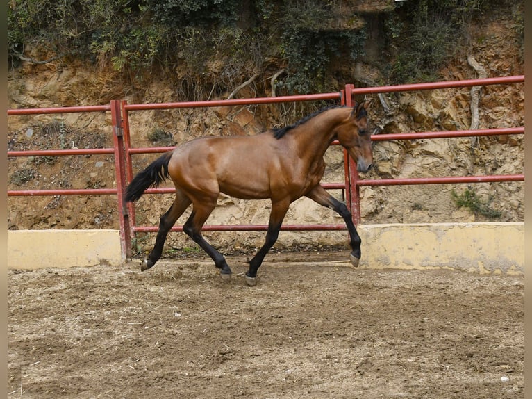 PRE Mix Stallion 2 years 16 hh Brown in GALAROZA (HUELVA)