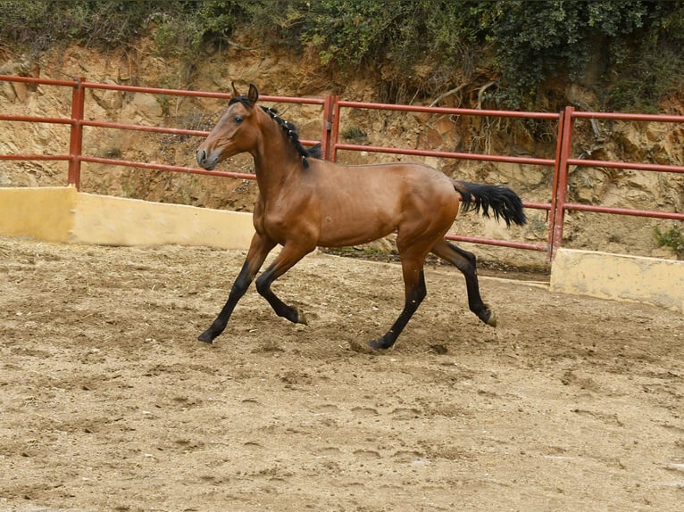 PRE Mix Stallion 2 years 16 hh Brown in GALAROZA (HUELVA)
