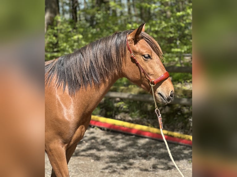 PRE Mix Stallion 2 years 16 hh Brown-Light in Windeck