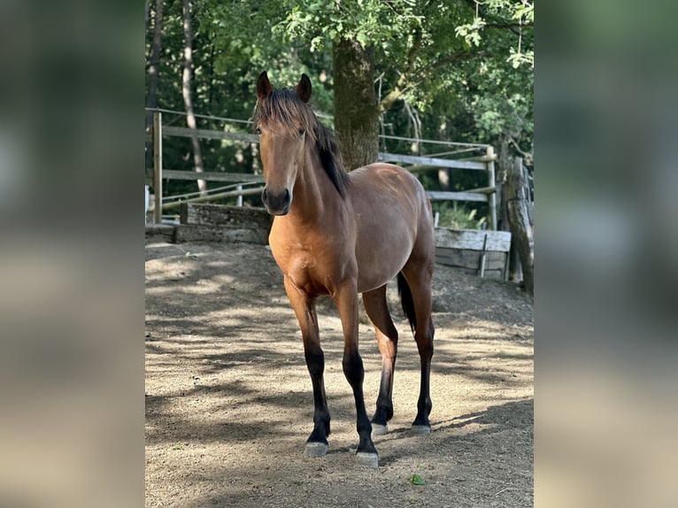 PRE Mix Stallion 2 years 16 hh Brown-Light in Windeck