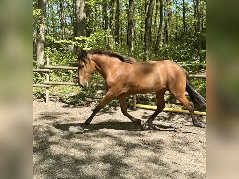 PRE Mix Stallion 2 years 16 hh Brown-Light in Windeck