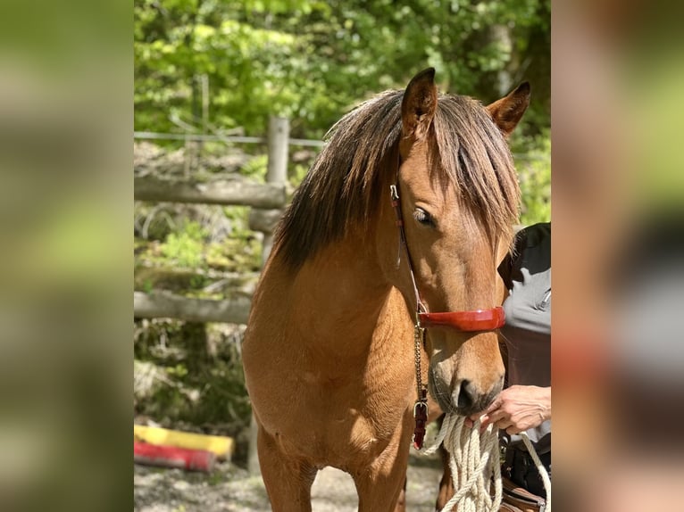 PRE Mix Stallion 2 years 16 hh Brown-Light in Windeck