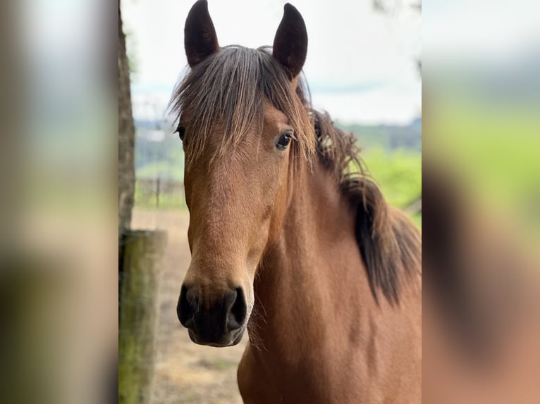 PRE Mix Stallion 2 years 16 hh Brown-Light in Windeck