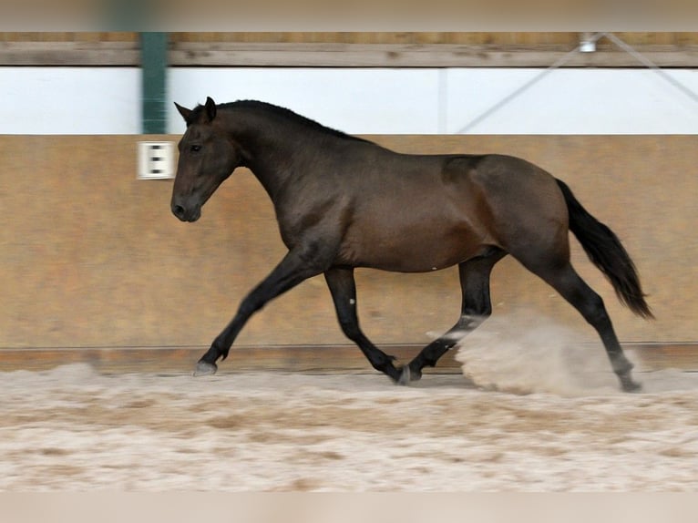 PRE Mix Stallion 2 years 16 hh Brown in Waldh&#xF6;lzbach