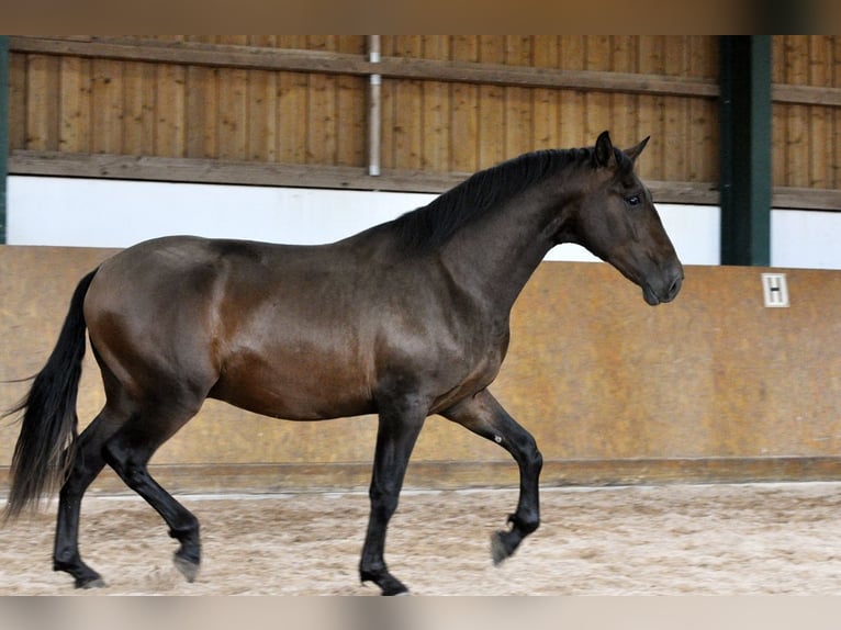 PRE Mix Stallion 2 years 16 hh Brown in Waldh&#xF6;lzbach