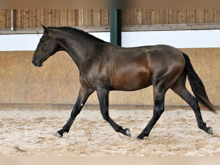 PRE Mix Stallion 2 years 16 hh Brown in Waldh&#xF6;lzbach