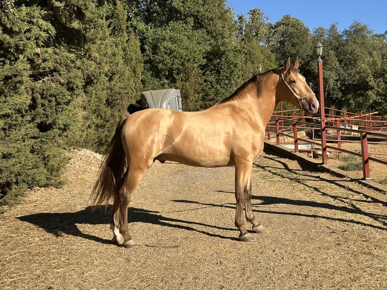 PRE Stallion 2 years 16 hh Champagne in Galaroza (Huelva)