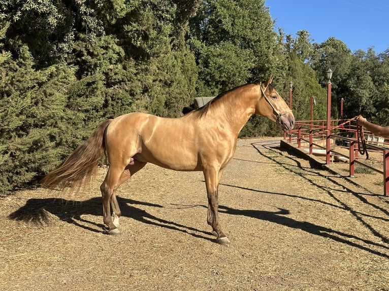 PRE Stallion 2 years 16 hh Champagne in Galaroza (Huelva)