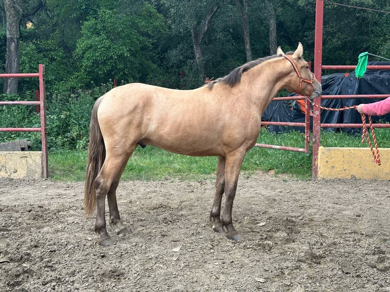PRE Stallion 2 years 16 hh Champagne in Galaroza (Huelva)