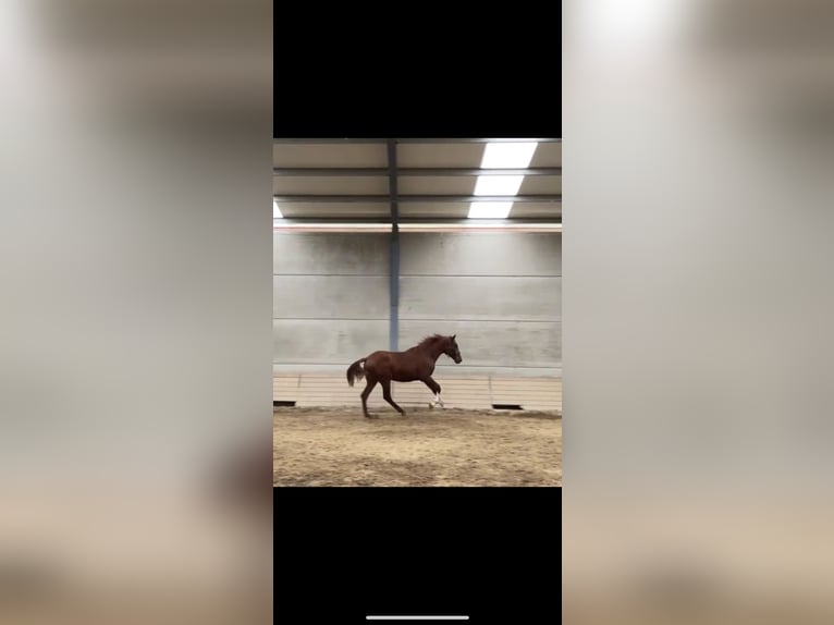PRE Mix Stallion 2 years 16 hh Chestnut-Red in El Barco De Avila