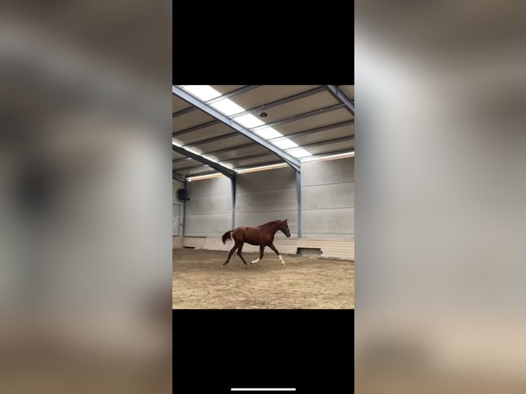 PRE Mix Stallion 2 years 16 hh Chestnut-Red in El Barco De Avila