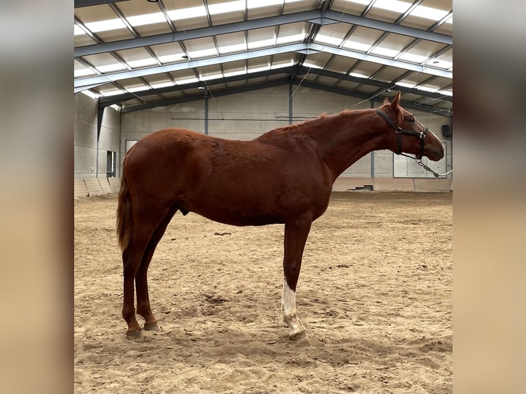 PRE Mix Stallion 2 years 16 hh Chestnut-Red in El Barco De Avila