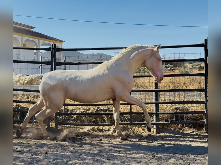 PRE Mix Stallion 2 years 16 hh Cremello in Santa Marta