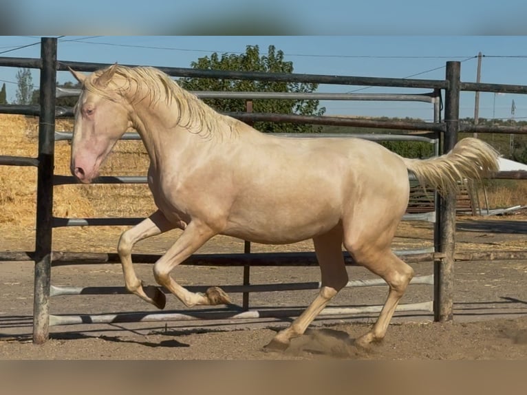 PRE Mix Stallion 2 years 16 hh Cremello in Santa Marta