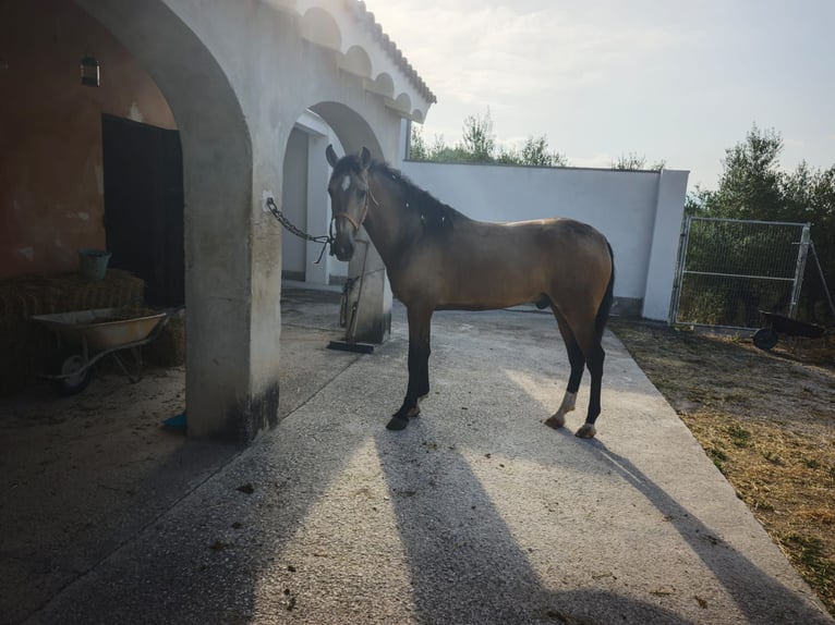 PRE Stallion 2 years 16 hh Dun in Alicante