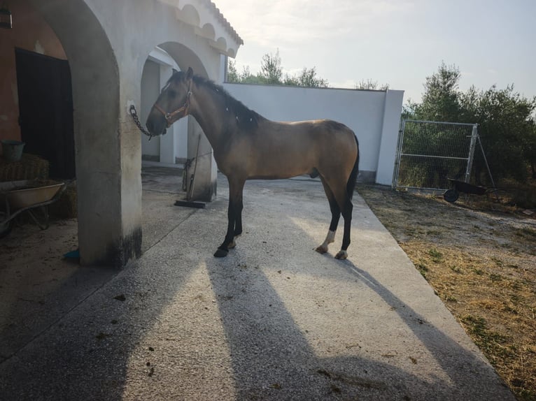 PRE Stallion 2 years 16 hh Dun in Alicante