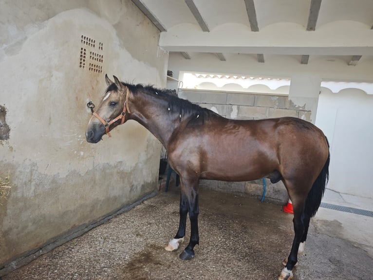 PRE Stallion 2 years 16 hh Dun in Alicante