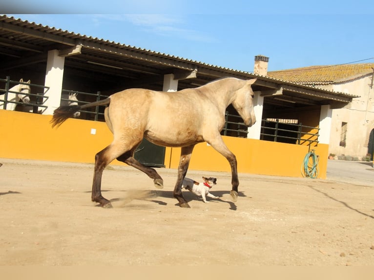 PRE Mix Stallion 2 years 16 hh Dun in Hamburg