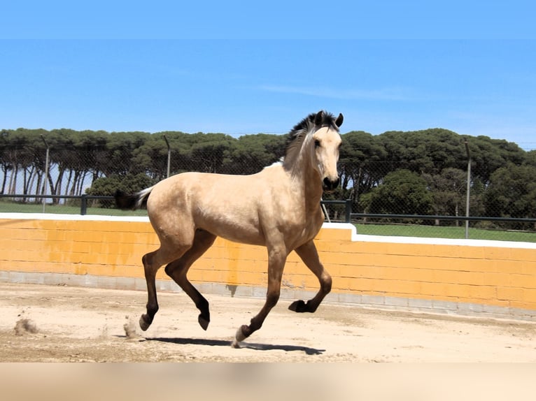 PRE Mix Stallion 2 years 16 hh Dun in Oststeinbek