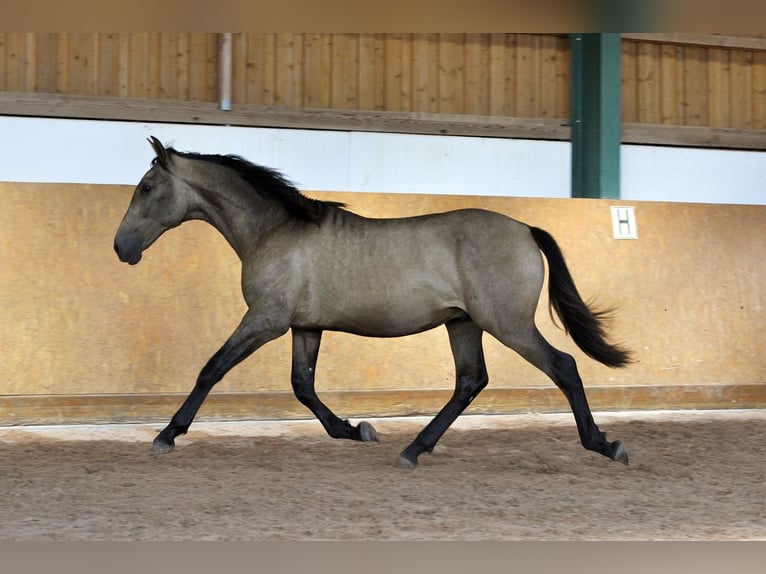PRE Mix Stallion 2 years 16 hh Dun in Waldhölzbach