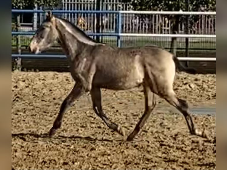 PRE Stallion 2 years 16 hh Dun in Fuentes de Andalucia