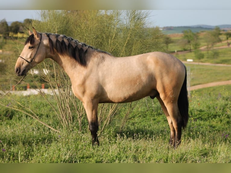 PRE Mix Stallion 2 years 16 hh Dun in Chiclana de la Frontera