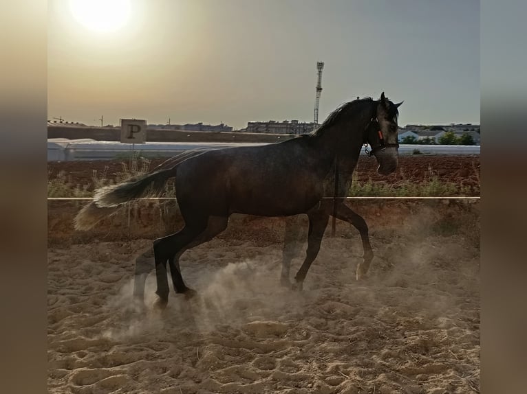 PRE Stallion 2 years 16 hh Gray in Aguilar De La Frontera