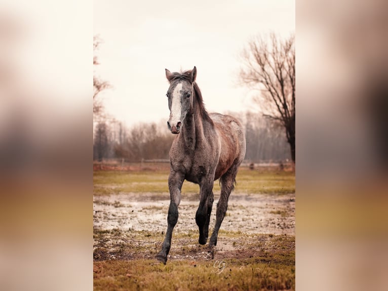 PRE Stallion 2 years 16 hh Gray in Lübbenau