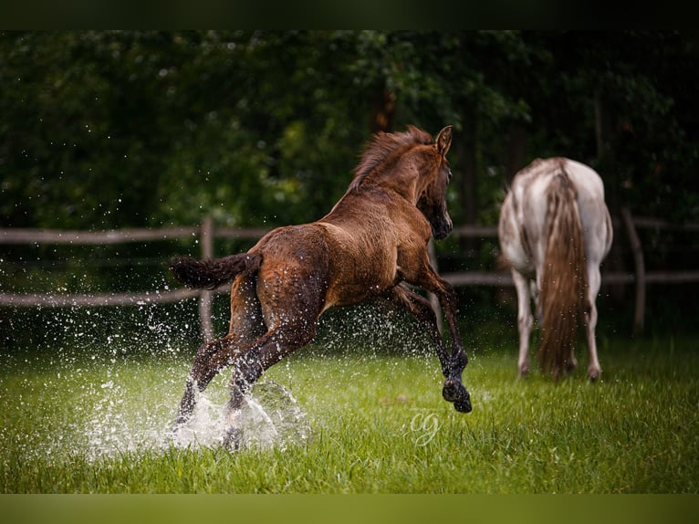 PRE Stallion 2 years 16 hh Gray in Lübbenau