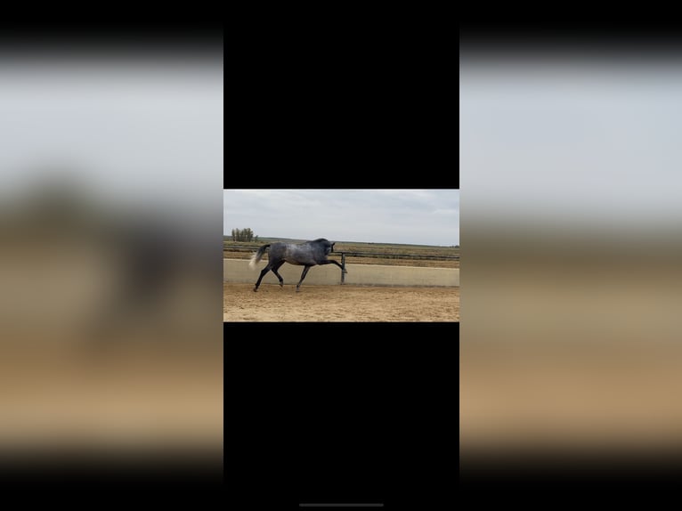 PRE Mix Stallion 2 years 16 hh Gray in Vegas Altas