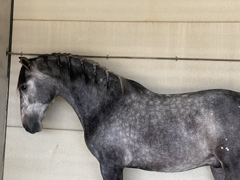 PRE Mix Stallion 2 years 16 hh Gray in Vegas Altas